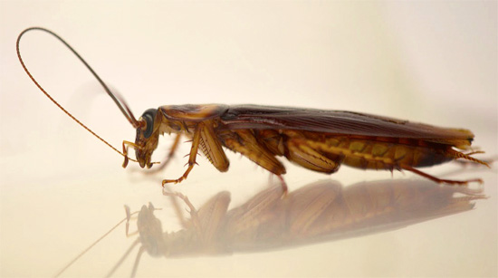 The mustache in the overall appearance of a nondescript cockroach is the most characteristic feature of its appearance.