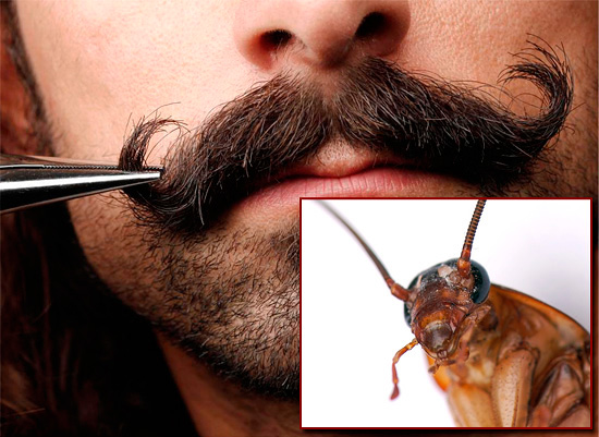 Strictly speaking, there is not so much in common between a man’s mustache and a cockroach ...