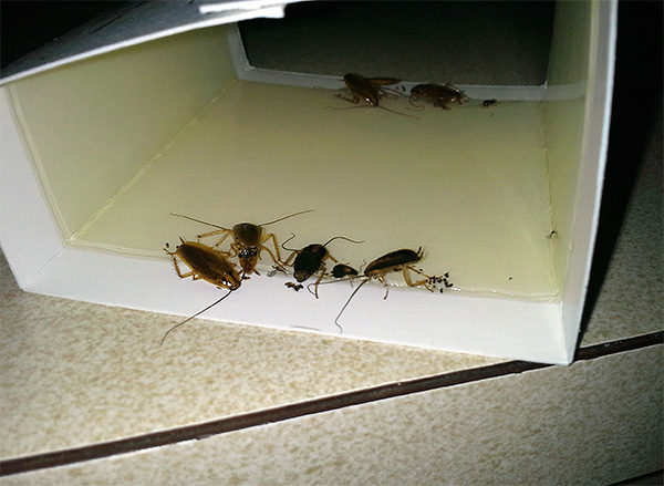 The photo shows an example of a glue trap with stuck cockroaches.