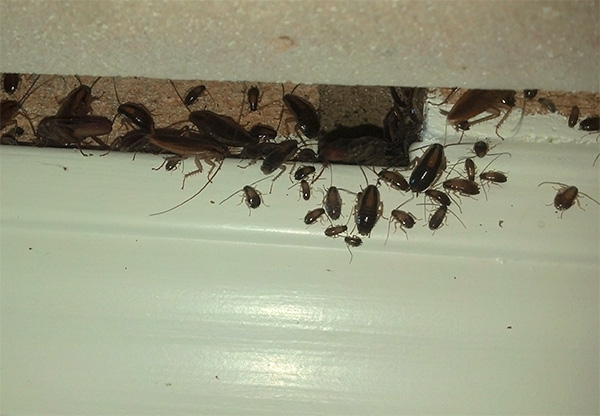 Insecticide rook doordringt de meest ontoegankelijke plaatsen waar kakkerlakken zich kunnen verbergen.