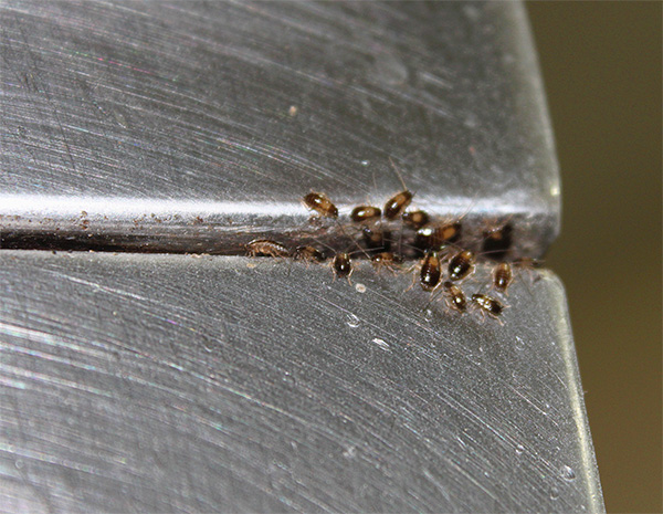 The smoke produced by a smoke bomb destroys cockroaches quickly and even in the most secluded places.