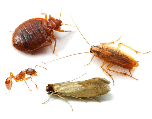 We find out how to properly fight insects in a house, apartment or country house using modern methods and insecticidal agents ...