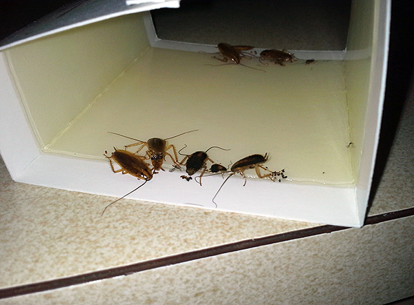 A ragadós csapdák nagyon hatékonyak a csótányok és a hangyák elleni küzdelemben (amikor általában nem sok rovar van).