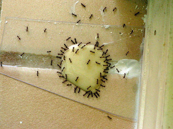 Domestic ants gathered around the poisoned bait.