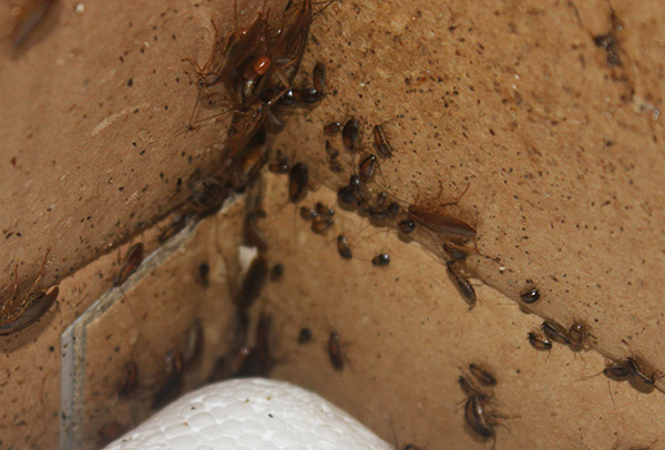 SES voert nog steeds ongediertebestrijding uit in ernstige gevallen, wanneer kakkerlakken in grote aantallen aanwezig zijn in bijna alle appartementen in het huis.