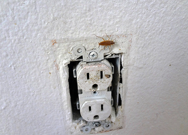 Meestal is ongediertebestrijding geïnteresseerd in de vraag of er kakkerlakken zijn in de buren.