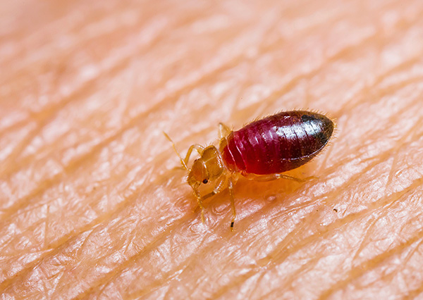 Let's try to figure out what bed bugs eat and how long they can live without human blood ...