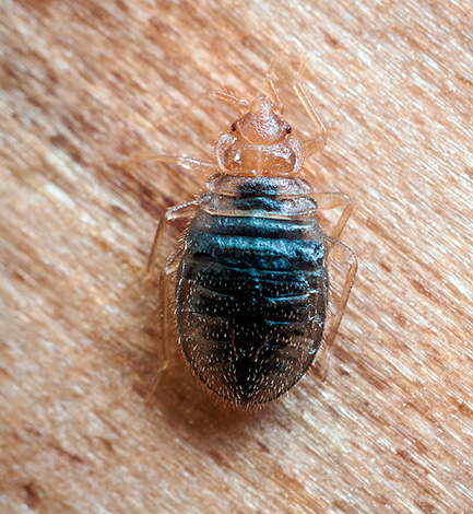Bed bugs can live without blood for months.