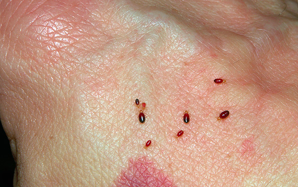 Bed bugs larvae are required to eat more often than adults.