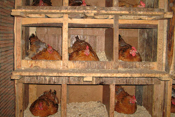 Often, bugs massively breed in chicken coops.