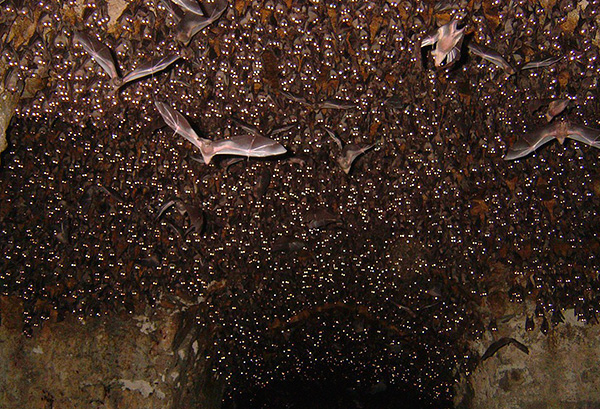V přírodě se v jeskyních netopýrů vyskytuje populace krveprolití.