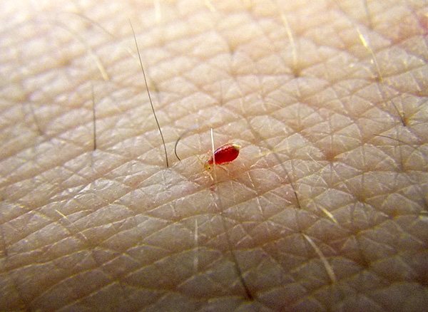 Bed bug bug larver drack blod.