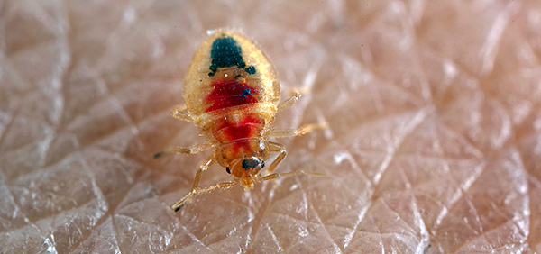 The walls of the body of the larvae are translucent, so it is clearly visible as fresh blood, and already digested.