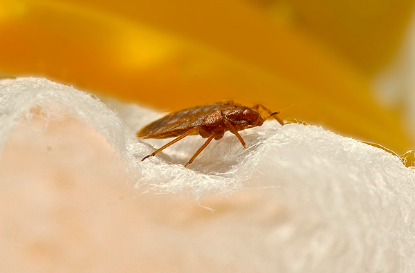 Hladový dospělý individuální bug má ploché tělo.