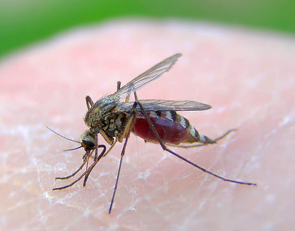Only mosquitoes react to low power ultrasound, and even then not always.