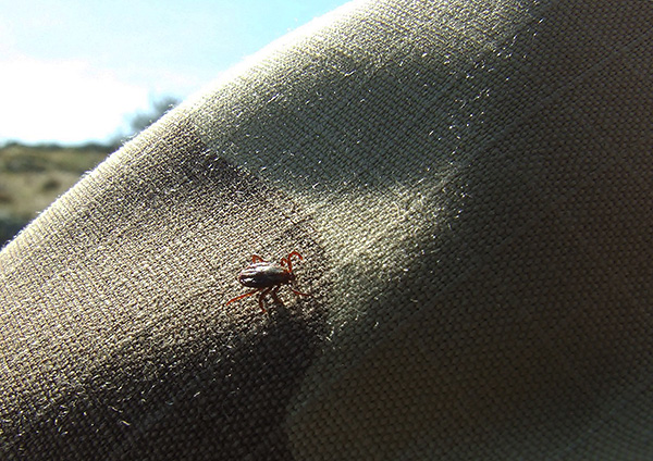 Even simply contacting the clothes treated with the insecticide-repellent composition, the tick dies rather quickly.
