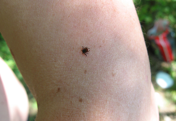 Far from everywhere ticks are carriers of encephalitis.