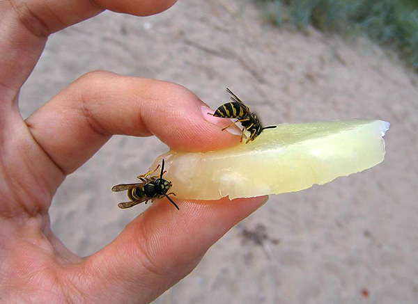 As a rule, wasps, bees and hornets sting only if they somehow provoke them.