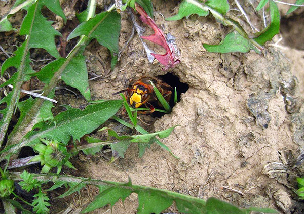 Leaving on nature, it should be borne in mind that wasps and hornets can make their nest right in the ground.