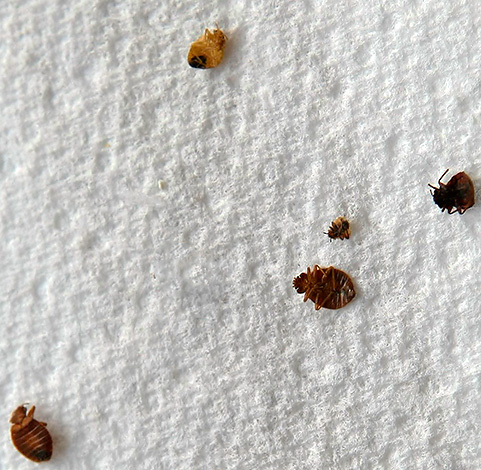 Today, there are drugs that can kill bedbugs safely for their health and with virtually no unpleasant odor in the room.