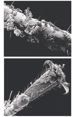 Microcapsules van de middelen blijven goed bij de chitineuze omhulsels van de insecten ...
