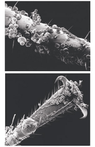 Microcapsules of the means stick to the chitinous covers of the bugs quite well ...