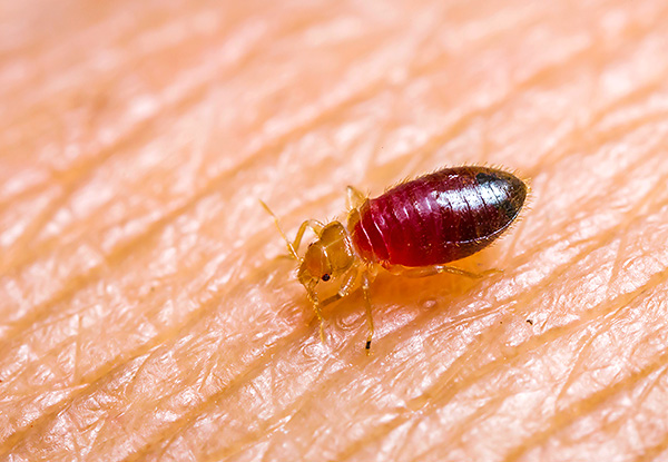 Bed bugs feed exclusively on human blood ...