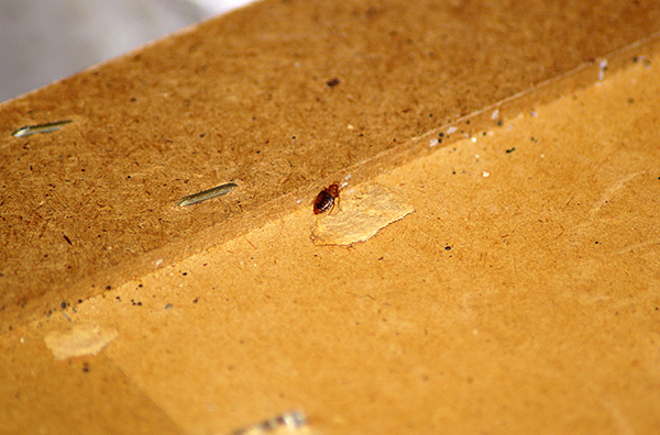 Often bed bugs penetrate into the apartment from the neighbors ...