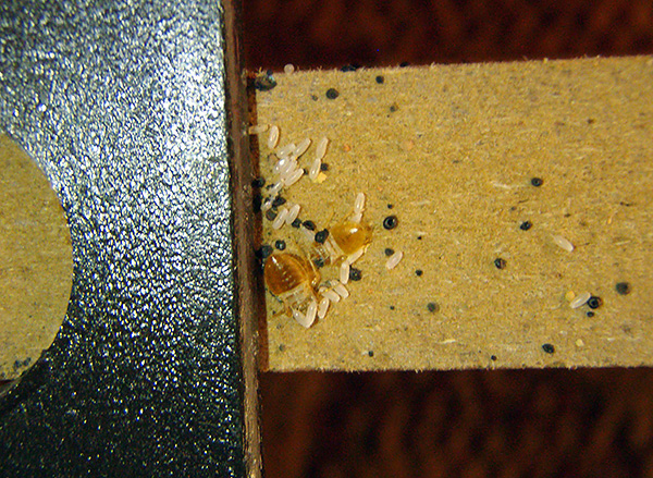 The picture clearly shows the eggs of bedbugs on the wall of furniture.