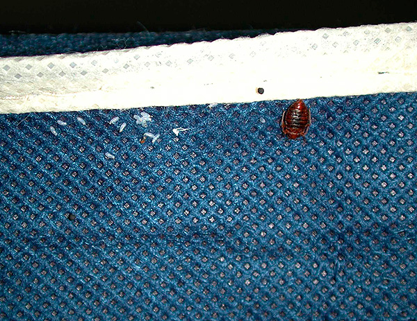 It should be borne in mind that bugs and their eggs are often on clothes, so it should be washed at a high temperature.