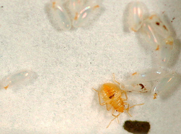 Bedbug larvae will hatch from eggs survived after processing the premises for several weeks.