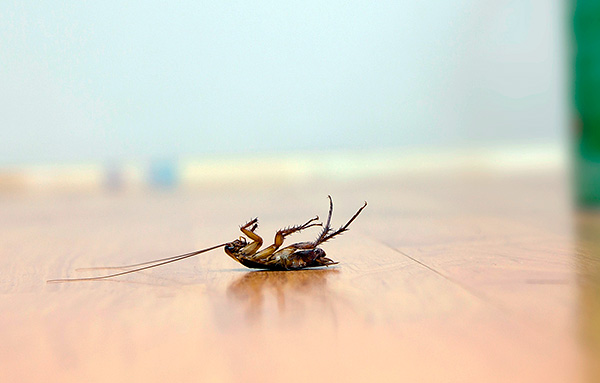 نكتشف ما السم يمكن استخدامها لقتل الصراصير حقا وبسرعة وفعالية في شقة ...