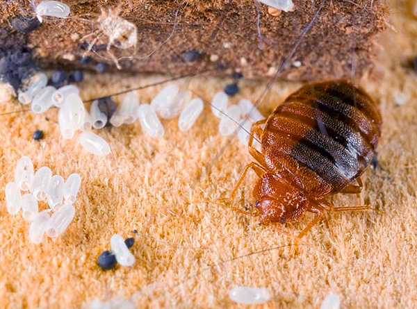 Let's try to figure out how to properly organize the prevention of bedbugs in the apartment in order to reliably protect your home from the appearance of these parasites ...