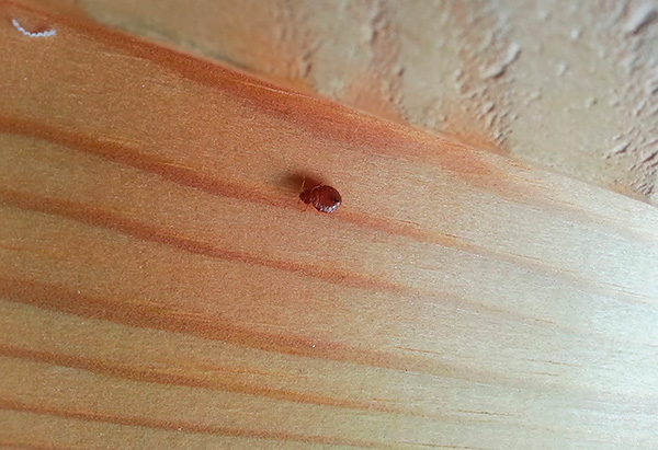 Preventing the appearance of bedbugs in an apartment requires adherence to a number of simple rules ...