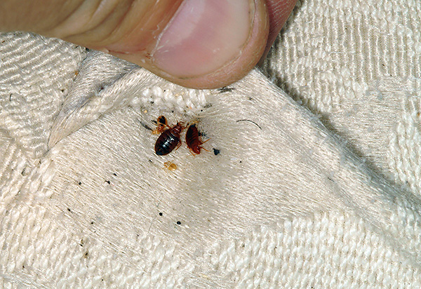 When checking in the room it is useful to carefully check the bed for the presence of nests of bedbugs in it.