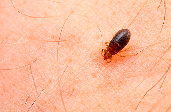 Bed bugs feed only on blood (primarily human).