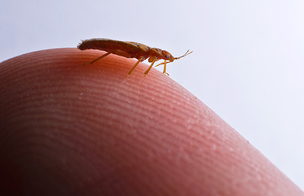 The body of bed bugs is flat, and they are able to penetrate even through very thin slits.
