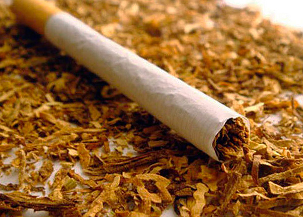 Tobacco (or rather, nicotine contained in it) is a highly effective means for the destruction of insects.