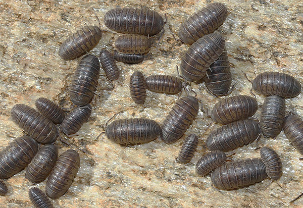 As a rule, the breeding ground of wood lice is located in the attic of a house or basement.