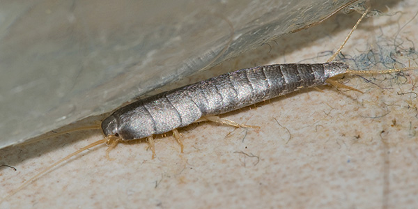 Closeup photo of silverfish