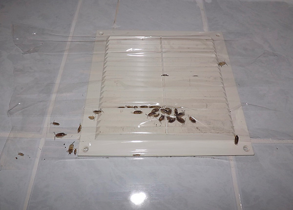 An example of how woodlice get into the apartment through the ventilation grate.