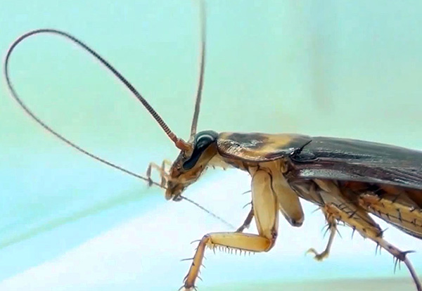 Bilden visar hur kackerlackan rensar antennerna - om det finns partiklar av gift på dem, kommer det säkert att svälja dessa partiklar.