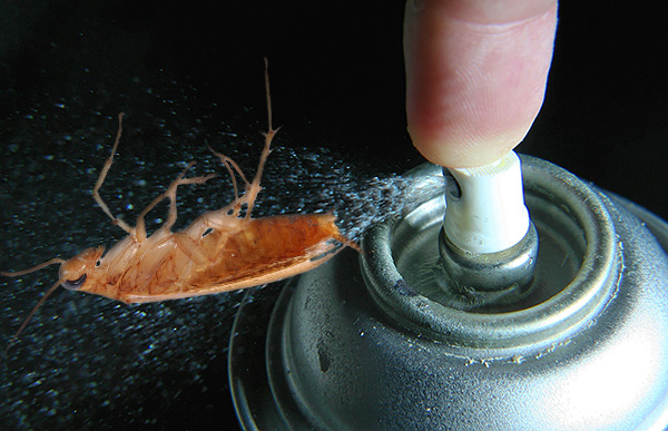 Zjistěte, jak efektivní jsou moderní Dichlorvos proti švábům ...