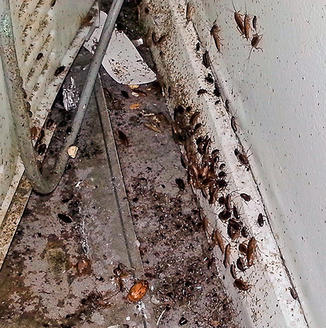 Za lednicí a plynovým sporákem můžete někdy najít doslova roje švábů ...