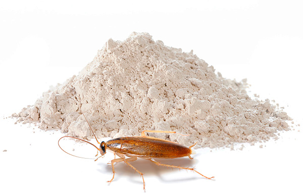 Insecticidal powders continue to remain one of the most popular means of cockroaches today - we will continue to talk about such preparations and talk more ...