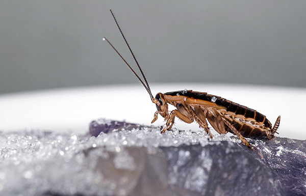 De meeste moderne insecticidepoeders doden kakkerlakken vanwege het dubbele vergiftigingseffect - contact en darm.