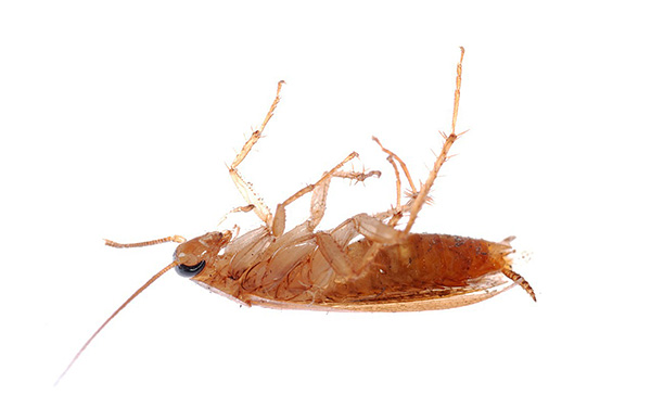 När de används ordentligt, bidrar pulveriserade insektsmedel till att effektivt döda kackerlackor, men vad betyder det att välja? ..