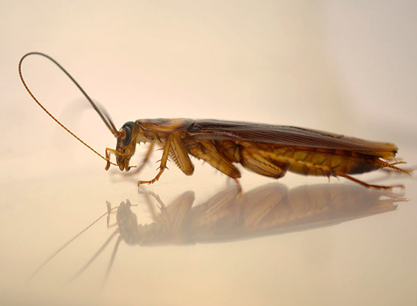 Insekticidní šváb navíc spolkne částice, když čistí antény a nohy.