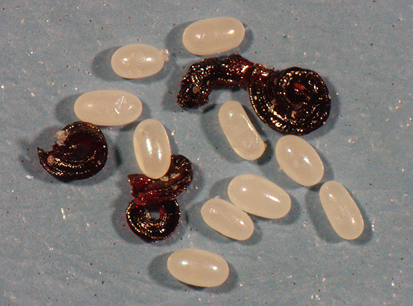 And this photo shows the eggs and worm-like larvae of fleas.