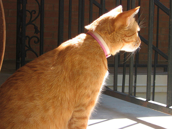 Special flea collars are available for both dogs and cats.